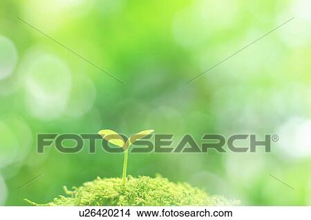 Picture - Green cotyledon growing in moss. Fotosearch
