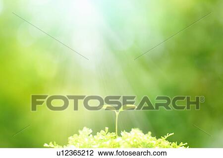 Stock Image - Green cotyledon growing in sunlight. Fotosearch