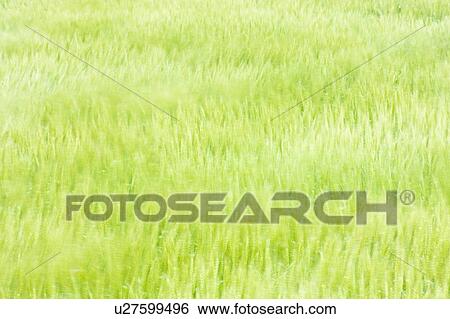 Stock Photograph - Green grass field background. Fotosearch