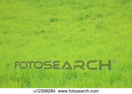 Picture - Green grass in meadow. Fotosearch