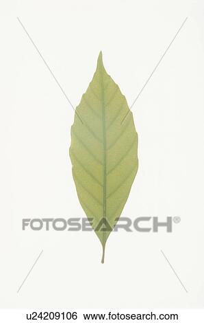 Stock Photograph - Green leaf against white background. Fotosearch