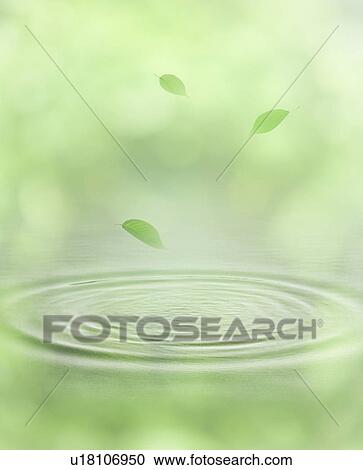 Green Leaf Falling on Water Surface View Large Photo Image Stock Image - Green Leaf Falling on Water Surface. Fotosearch