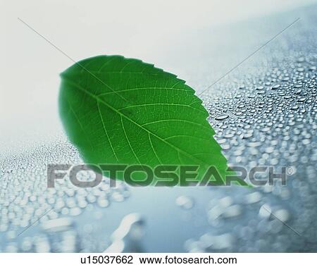 Stock Image - Green leaf on wet gray surface. Fotosearch