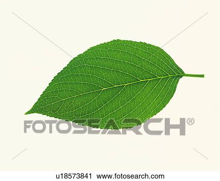 Green leaf on white background View Large Photo Image Stock Image - Green leaf on white background. Fotosearch