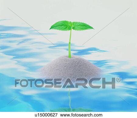 Green leaf shoot growing from sand in water View Large Photo Image Stock Photo - Green leaf shoot growing from sand in water. Fotosearch