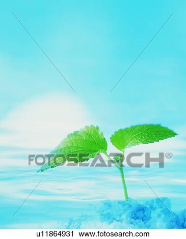 Stock Image - Green leaf shoot growing from water. Fotosearch