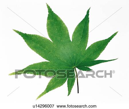 Green leaf View Large Photo Image Stock Photo - Green leaf. Fotosearch