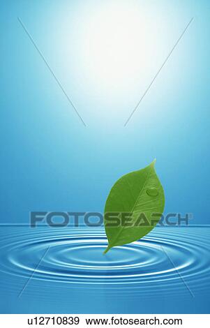 Stock Photo - Green leaf touching water ripples. Fotosearch