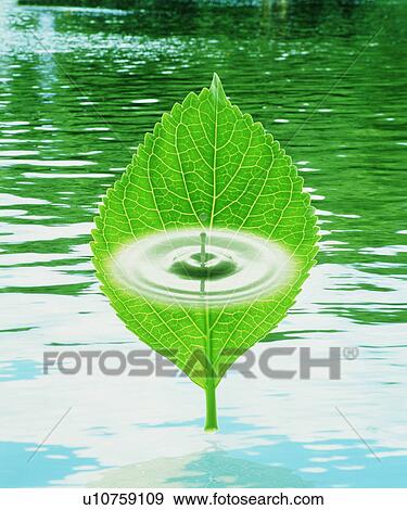 Stock Photo - Green leaf with water drop. Fotosearch