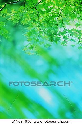 Green leafy branches View Large Photo Image Stock Photograph - Green leafy branches. Fotosearch