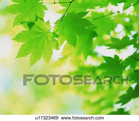 Green leafy tree View Large Photo Image Stock Photo - Green leafy tree. Fotosearch