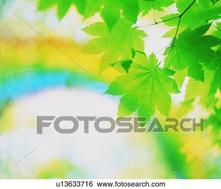 Stock Photograph - Green leafy tree. Fotosearch