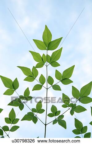 Green leaves against blue sky, Tokyo prefecture, Japan View Large Photo Image Stock Photograph - Green leaves against blue sky, Tokyo prefecture, Japan. Fotosearch