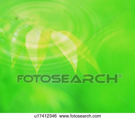 Green leaves and ripple View Large Photo Image Stock Photograph - Green leaves and ripple. Fotosearch