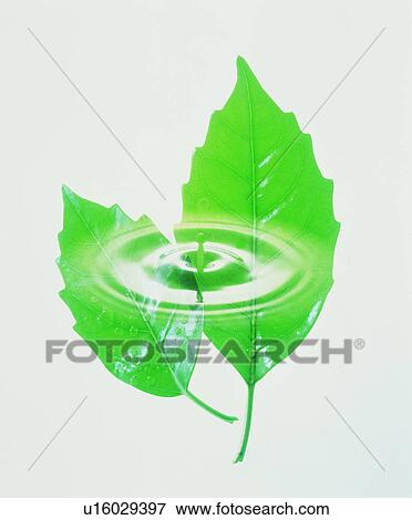 Stock Photo - Green leaves and water drop on white background. Fotosearch