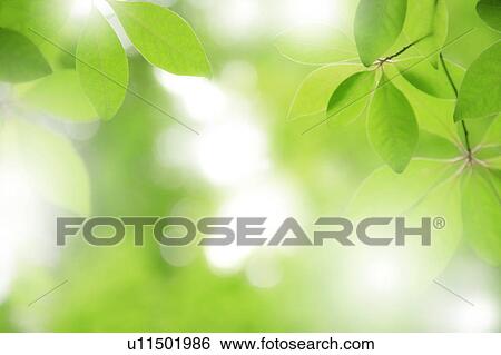 Stock Photograph - Green leaves, close up, defocused. Fotosearch