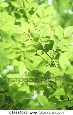 Stock Photograph - Green leaves, close up, full frame. Fotosearch