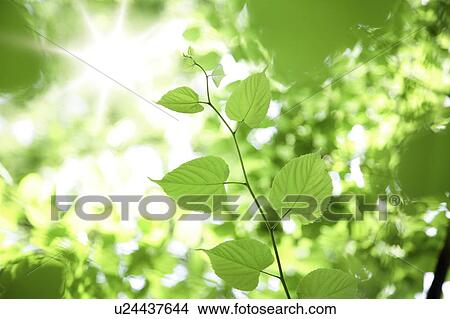 Picture - Green leaves, close up. Fotosearch