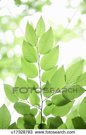 Green leaves, close up View Large Photo Image Stock Image - Green leaves, close up. Fotosearch