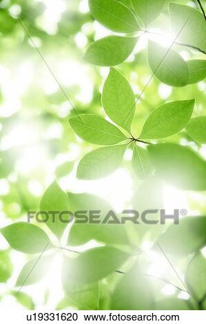 Green leaves, close up View Large Photo Image Stock Image - Green leaves, close up. Fotosearch