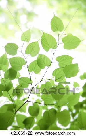 Green leaves, close up View Large Photo Image Stock Image - Green leaves, close up. Fotosearch