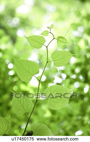 Green leaves, close up View Large Photo Image Stock Photography - Green leaves, close up. Fotosearch