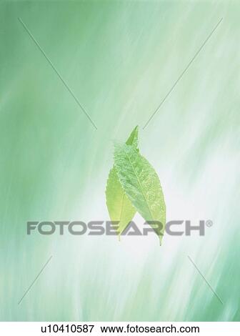 Stock Photo - Green leaves, colored background. Fotosearch