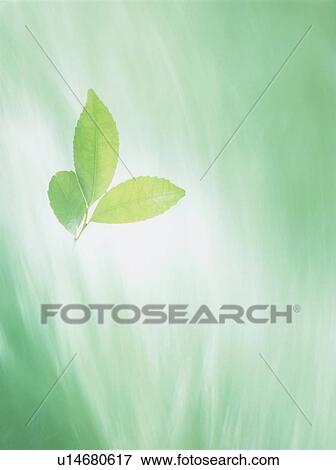 Stock Photo - Green leaves, colored background. Fotosearch