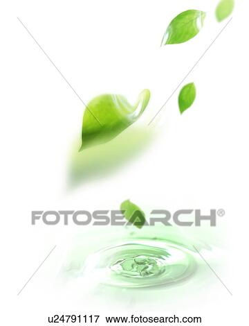 Green leaves falling to the water below View Large Photo Image Stock Photo - Green leaves falling to the water below. Fotosearch