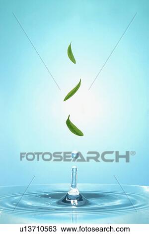 Stock Image - Green leaves hovering over water drop. Fotosearch