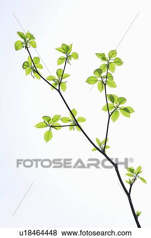 Stock Photo - Green leaves on branch, white background. Fotosearch
