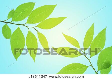 Stock Photo - Green leaves on tree. Fotosearch