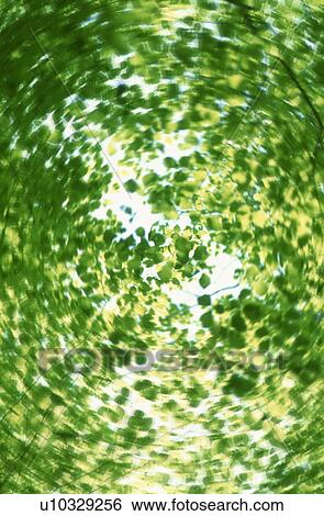 Stock Photograph - Green leaves. Fotosearch