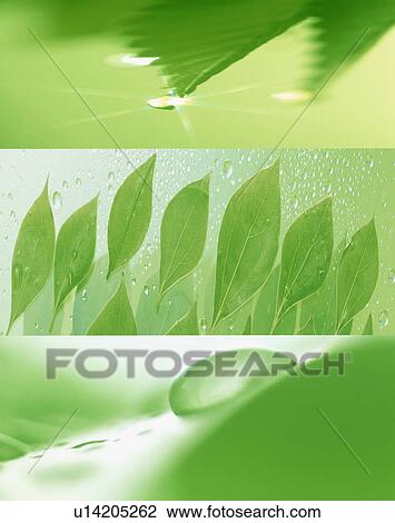 Stock Image - Green leaves with water drops. Fotosearch