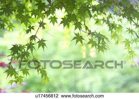 Green Maple Leaves View Large Photo Image Stock Image - Green Maple Leaves. Fotosearch