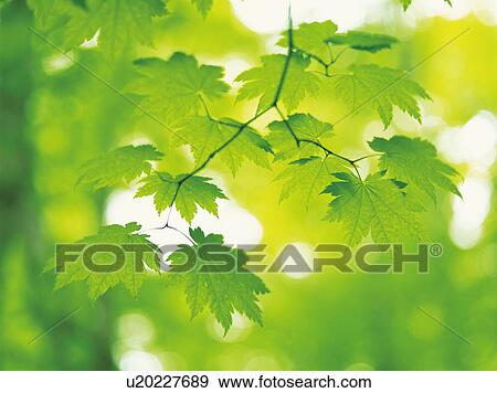 Stock Photo - Green maple leaves. Fotosearch