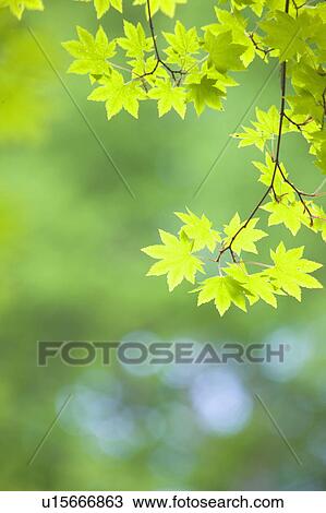 Green maple tree leaves, Norikura Plateau, Matsumoto, Nagano Prefecture, Japan View Large Photo Image Stock Image - Green maple tree leaves, Norikura Plateau, Matsumoto, Nagano Prefecture, Japan. Fotosearch