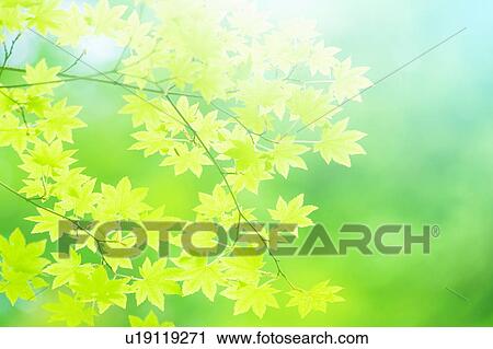 Stock Image - Green maple tree leaves. Fotosearch