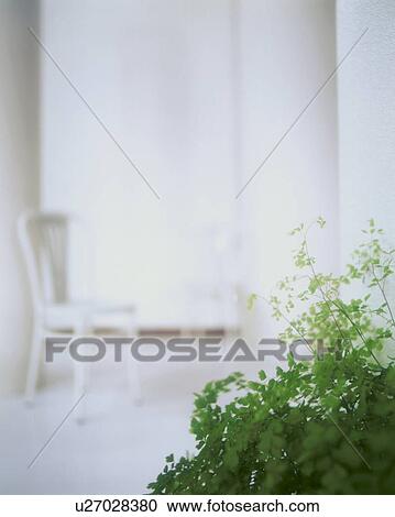 Green plant in room with white chair View Large Photo Image Stock Image - Green plant in room with white chair. Fotosearch