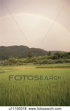 Stock Photo - Green rice field with rainbow. Aizuwakamatsu, Fukushima Prefecture, Japan. Fotosearch