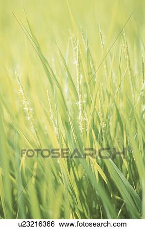 Stock Photograph - Green rice plants in field. Fotosearch