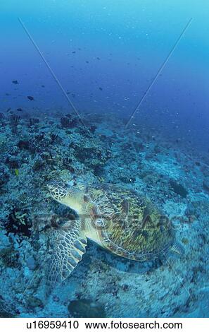 Stock Image - Green sea turtle, Maldive Islands. Fotosearch