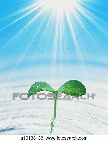 Stock Photograph - Green shoot growing from ice. Fotosearch