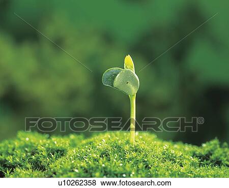 Stock Photo - Green soybean sprouting. Fotosearch