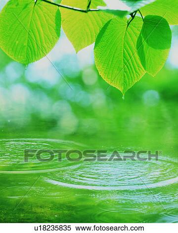 Stock Photography - Green tinted water ripples under tree leaves. Fotosearch