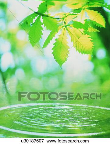 Green tinted water ripples with tree leaves View Large Photo Image Stock Photo - Green tinted water ripples with tree leaves. Fotosearch