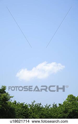 Picture - Green trees under the blue sky, copy space. Fotosearch