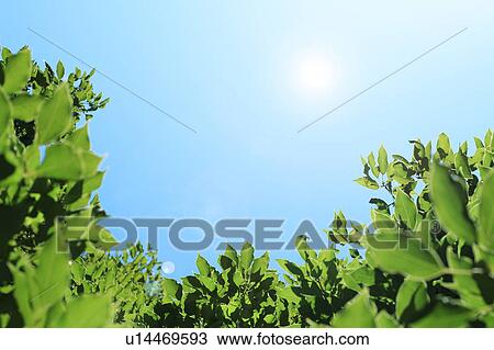 Stock Image - Green trees under the blue sky. Fotosearch