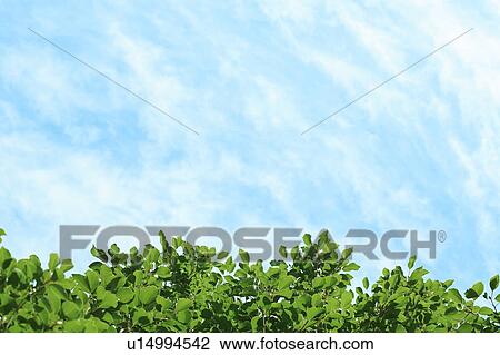 Green trees under the blue sky View Large Photo Image Stock Image - Green trees under the blue sky. Fotosearch
