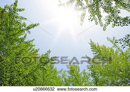 Green trees under the blue sky View Large Photo Image Stock Image - Green trees under the blue sky. Fotosearch